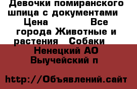 Девочки помиранского шпица с документами › Цена ­ 23 000 - Все города Животные и растения » Собаки   . Ненецкий АО,Выучейский п.